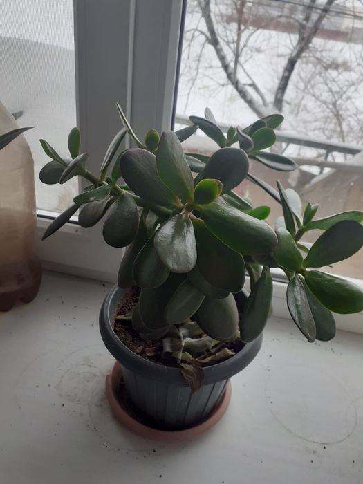 Комнатные растения