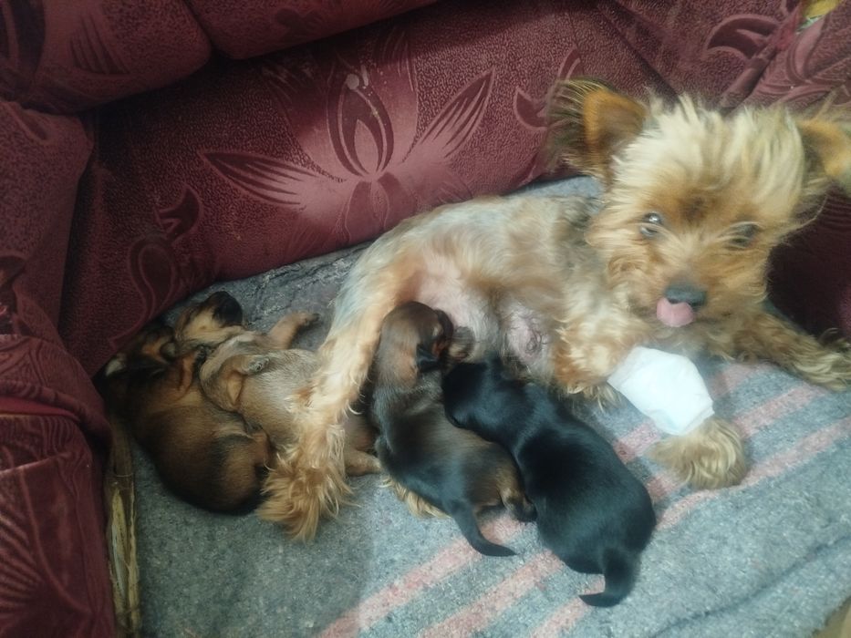 Щенки той терьер и йоркшерский терьер