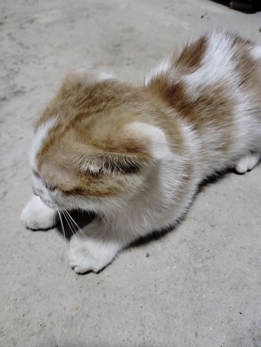 Zotli Scottish fold sotiladi