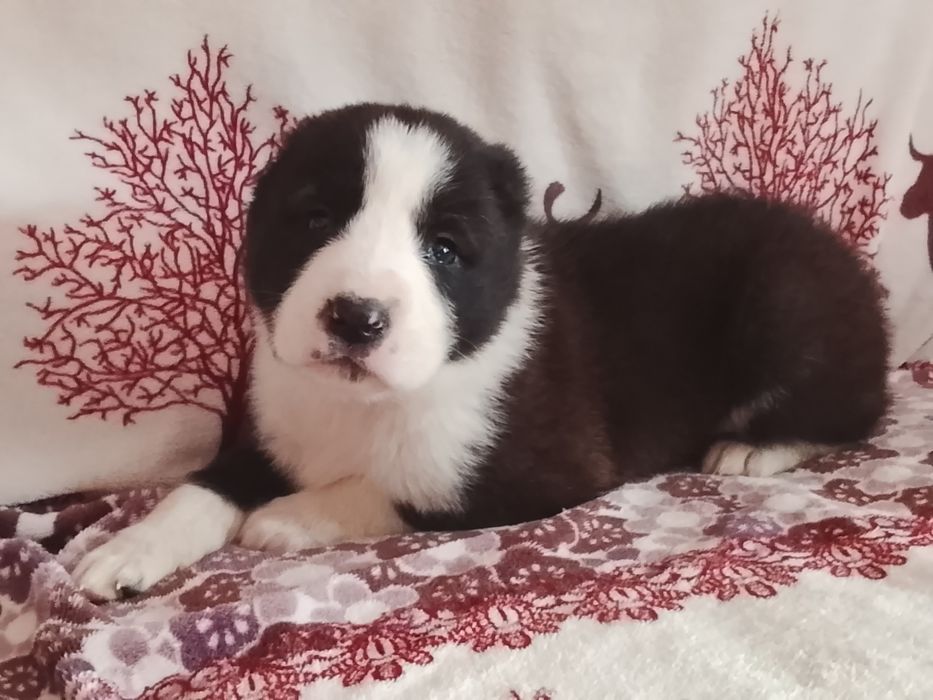 Крупная шикарная девочка САО Алабай