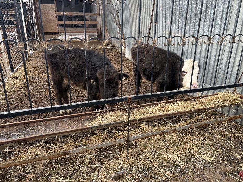 Бұзау, тана, корова