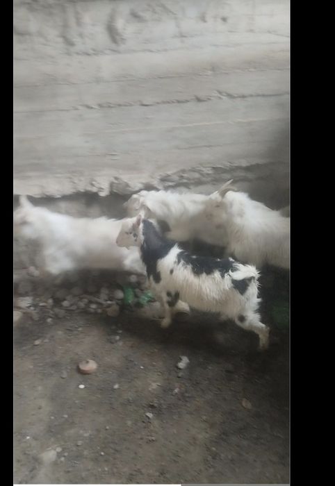 Echkilar sotiladi