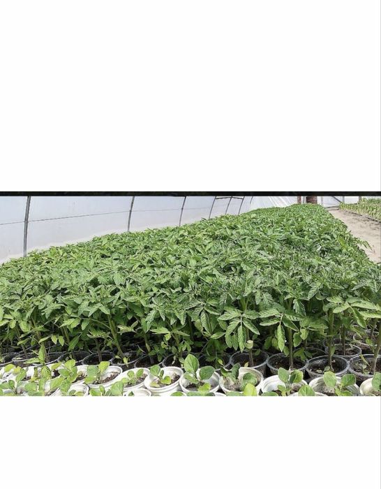 Ранен разсад за домати