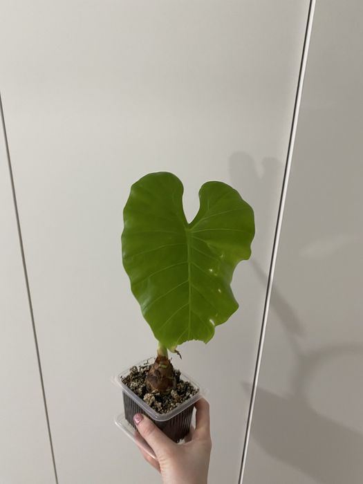 Алоказия Одора по скидке!