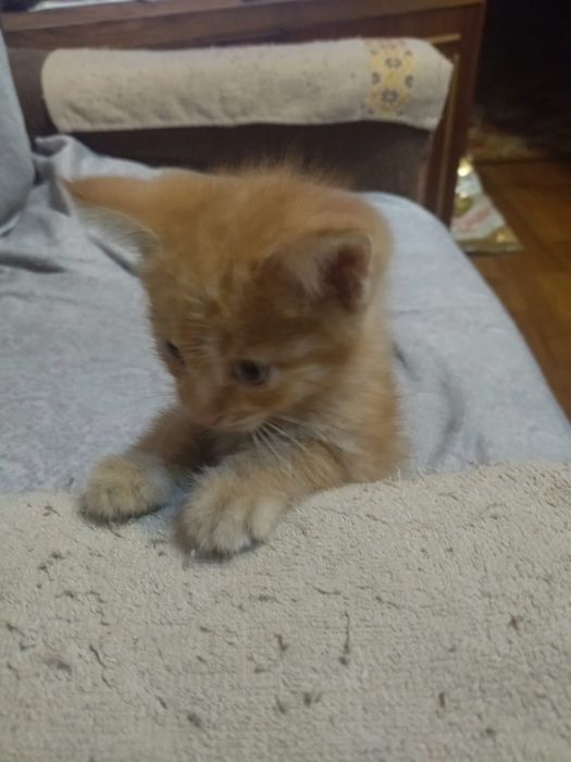 Рыжий котенок мальчик