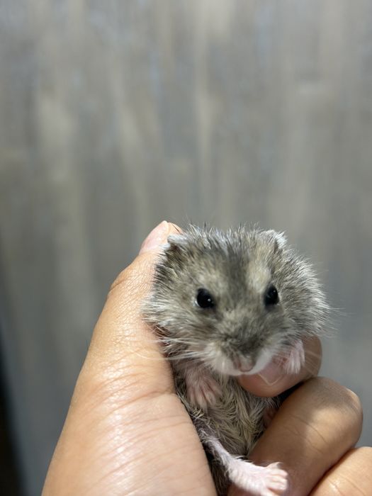 Продам 3 хомяка за 8 тыс