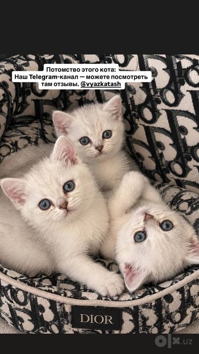 Котята продаётся
