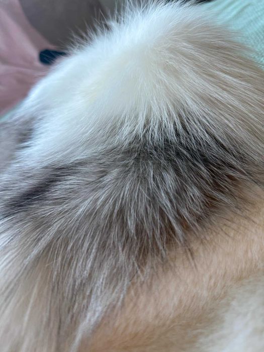 Елегантно палтенце с стествен косъм от визон  богата яка от лисица