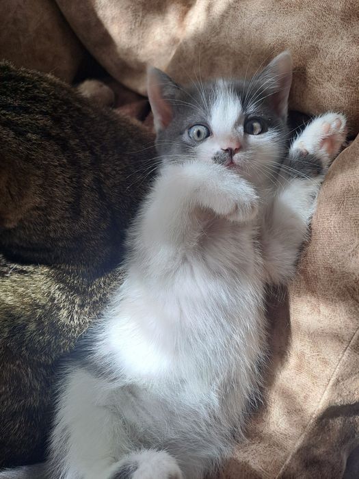 Отдам котят в добрые руки