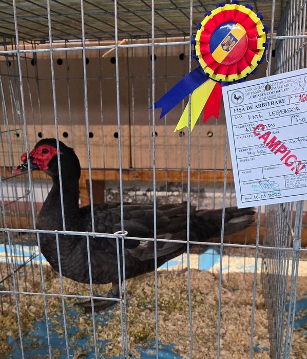 Rațe Lesesti / Mute