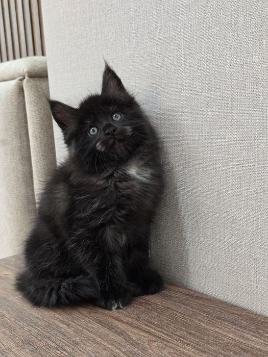 Мейн кун полидакт 7.7.6.6.