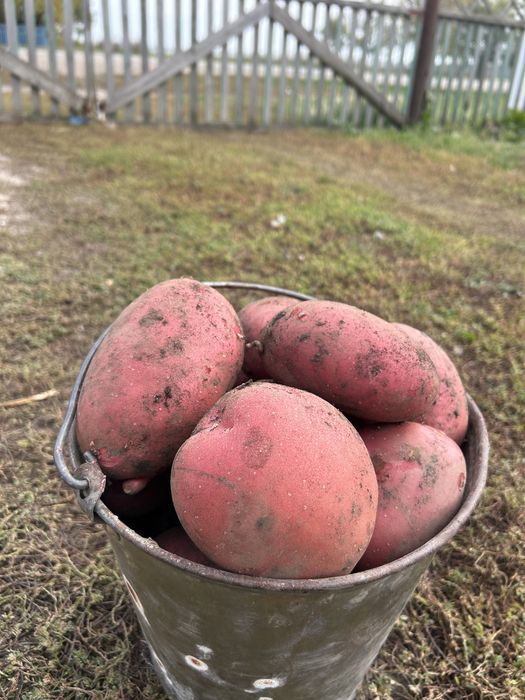 Продам картошку красную.