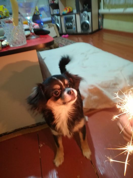 Вязка Чихуахуа