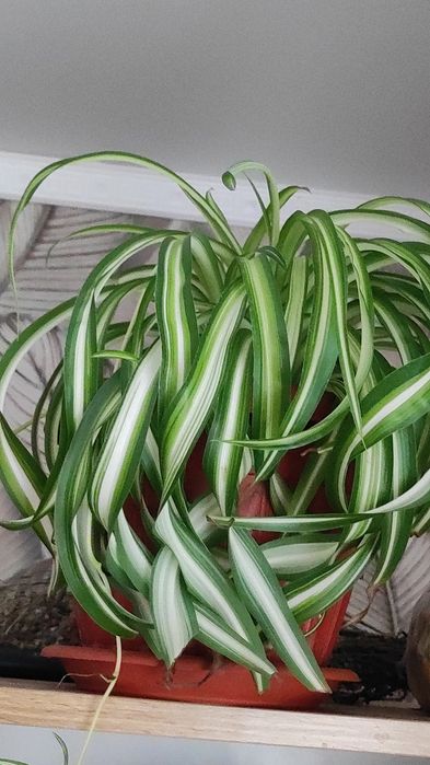 Продам комнатные растения