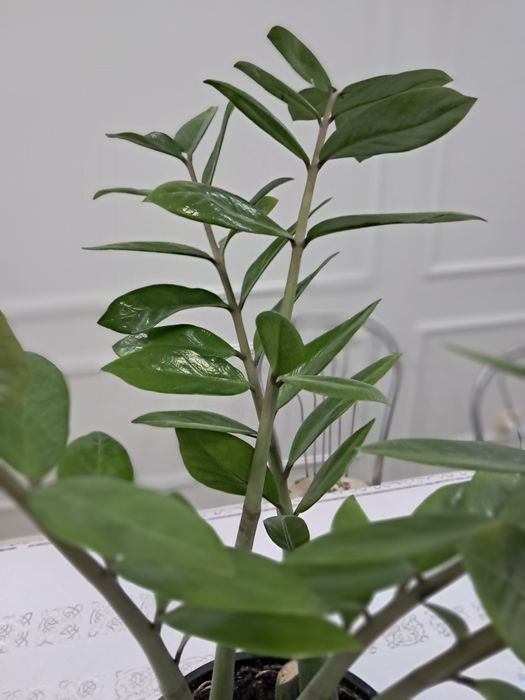 Денежное дерево Замиокулькас.