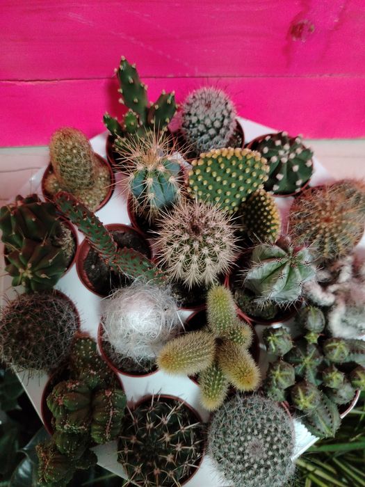 Кактусы новое поступление
