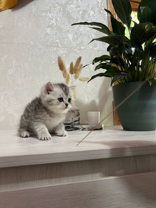 Продаётся кот и кошка