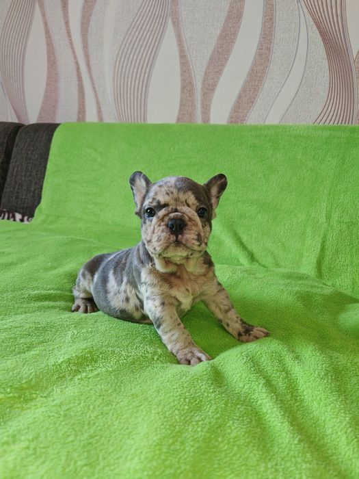 Предлагаю щенков Французский бульдог