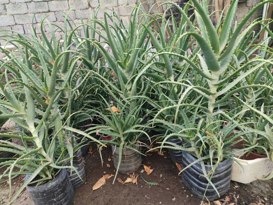 Цветок Алое с бутонами возраст 5 лет