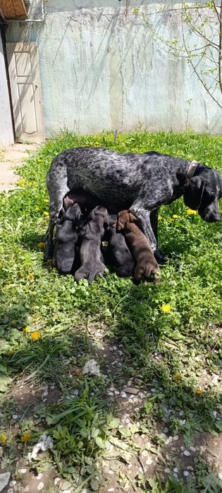 Курцхаар щенки 2 мес
