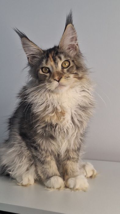 Котята готовые к переезду