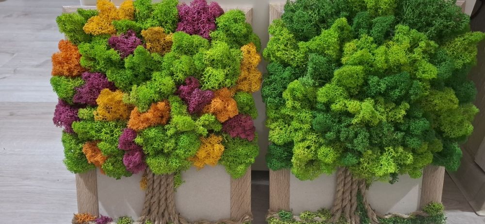 Дървото на живота от скандинавски мъх различни размери в рамка