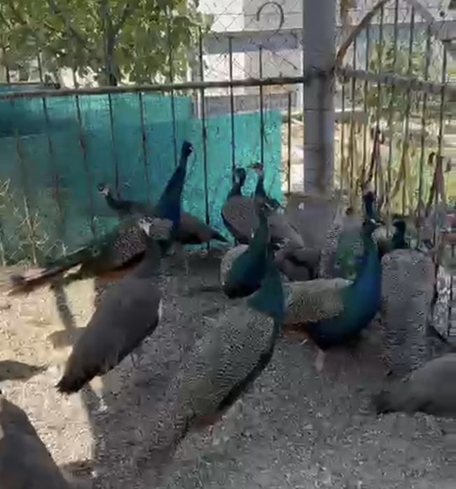 Продам павлины .