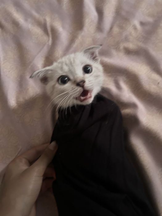 СРОЧНО !! Веслоухий котенок