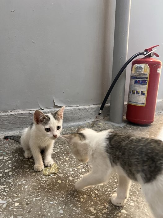 Котята ищут новый дом!