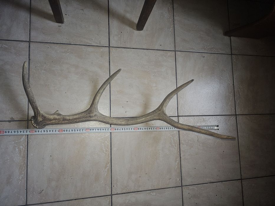 Corn trofeu cerb 4 raze și început de a 5-a rază 80 cm