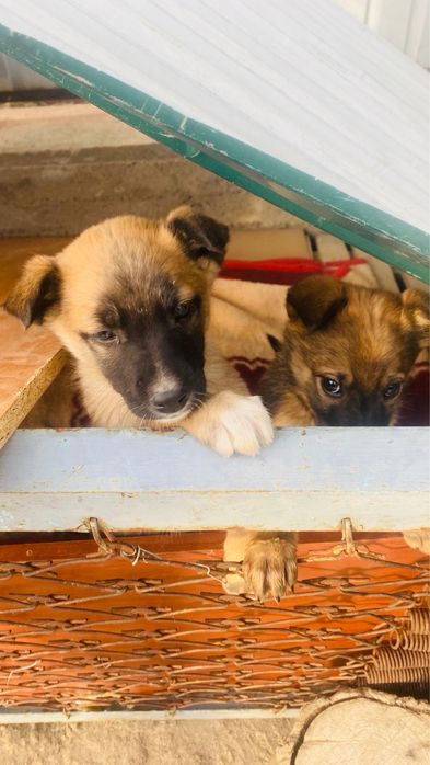 бельгиский малинуа