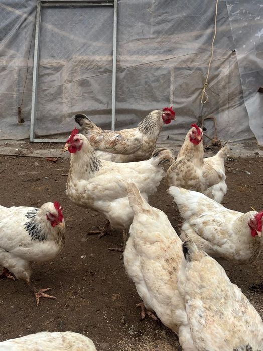 Продаю куры домашние  шымкент