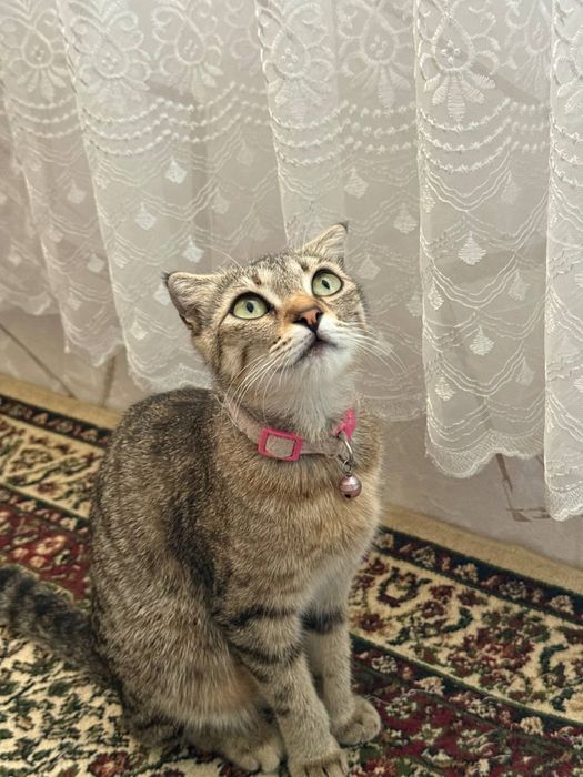 Кошка скоттш фолд