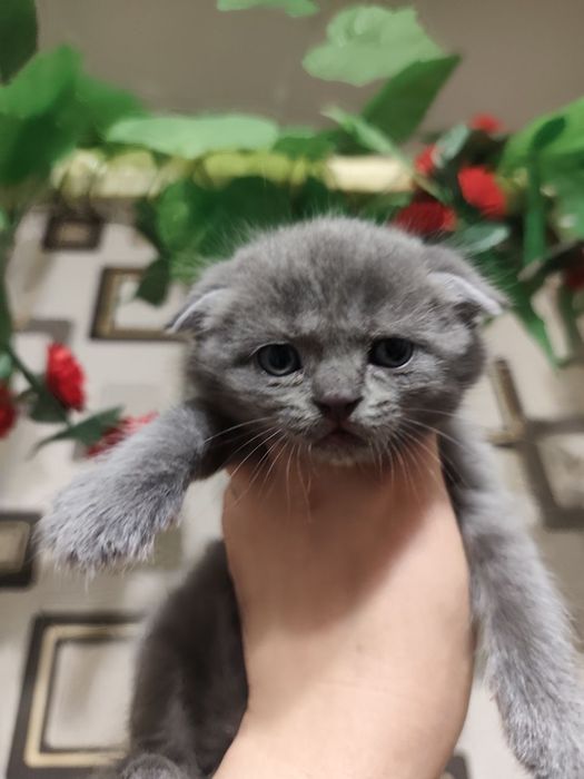 Ширинтой мушукчаларимиз сотилади