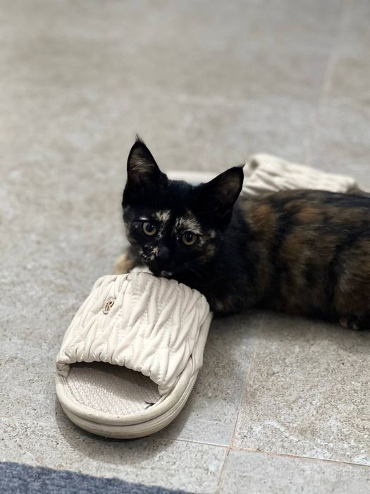 Срочно одам кошка