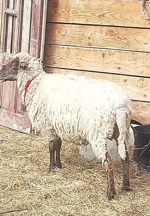 Oaie carabaș de vânzare