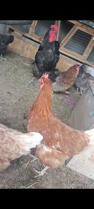 Продам курей и петуха.