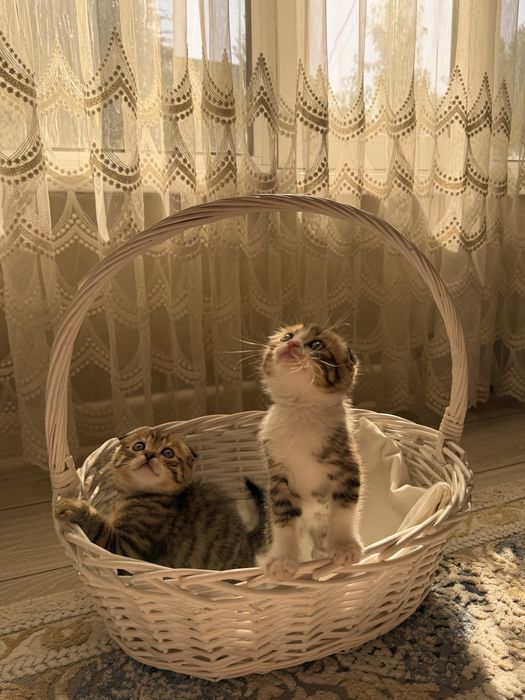 Продам породистых котят