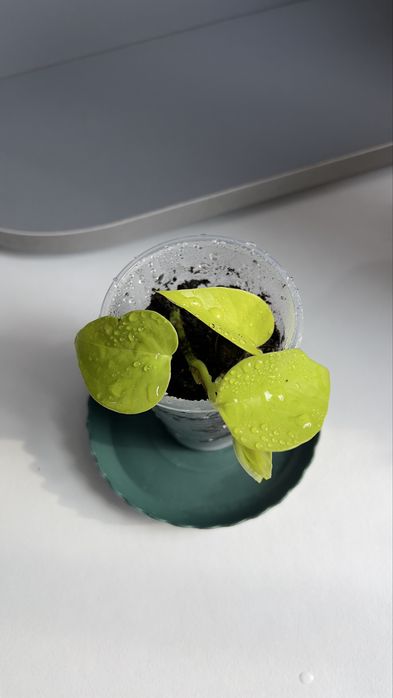 Фил, Энжой, Неон цветы