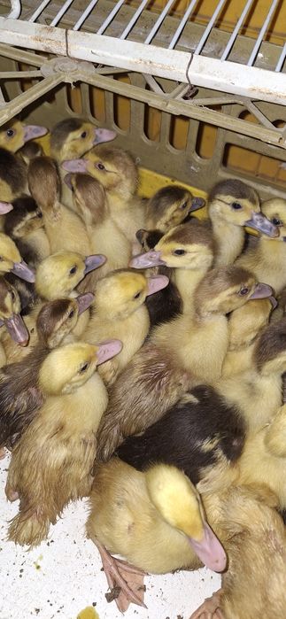 boboci rata romaneasca ,polare,lesesti