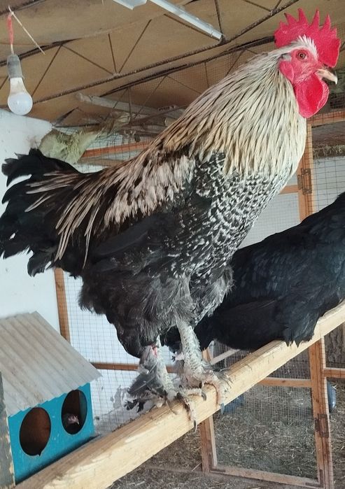 Продаются петухи