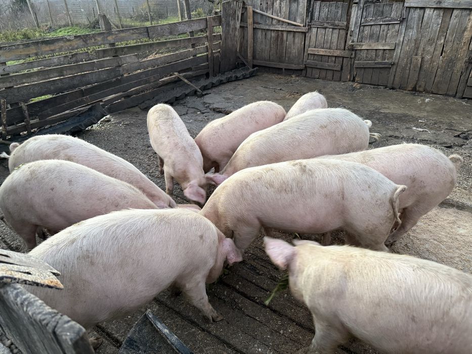 Прасета за клане