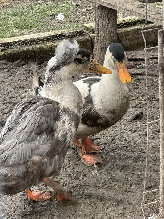 Rate ratoi de vanzare