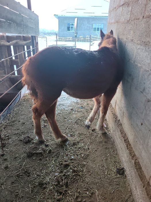 Жылқы тайларымен