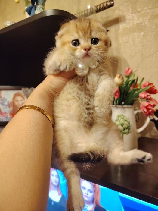 Продается котёнок