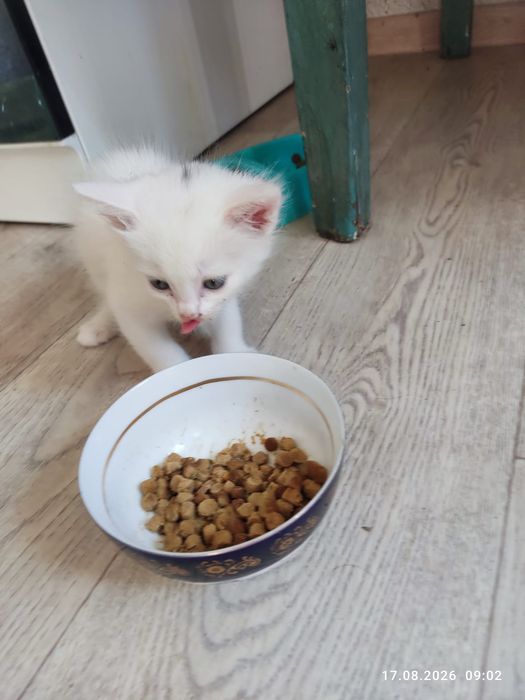 Отдам котят бесплатно