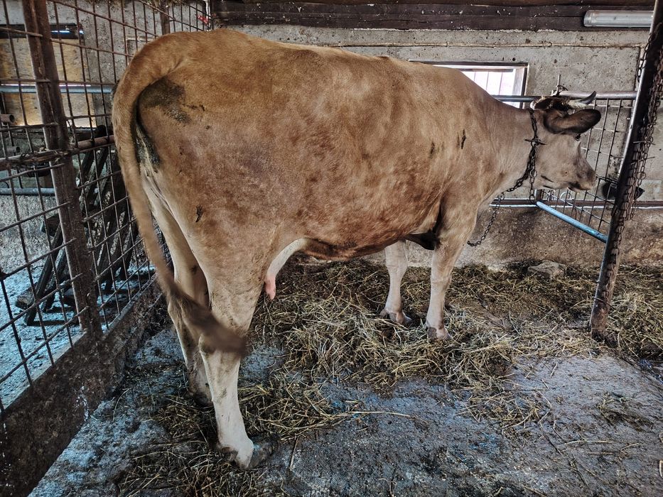 Vaca de vânzare de lapte