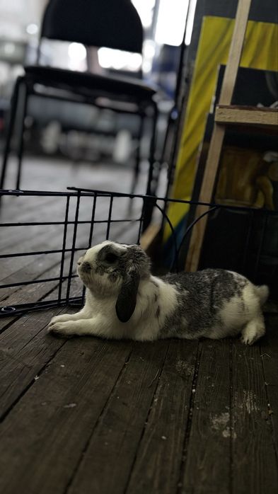 Ищем девочку для вязки