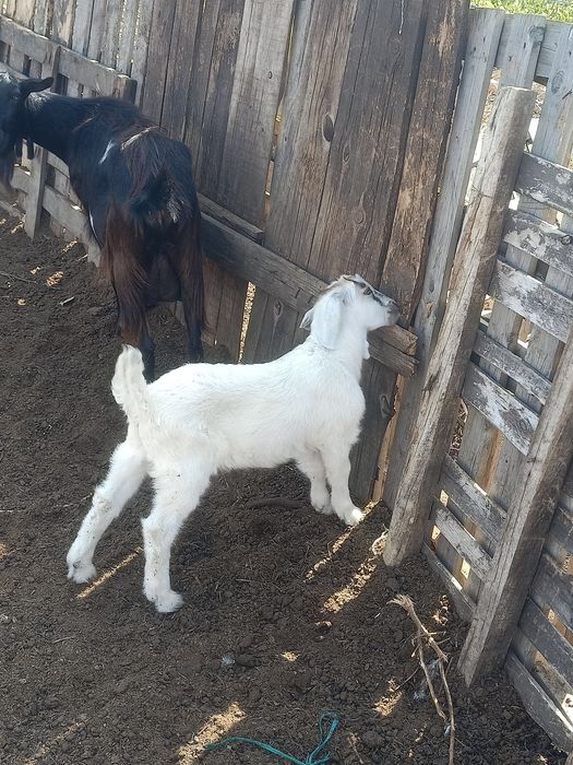 Продам месячного комолого козлёнка.