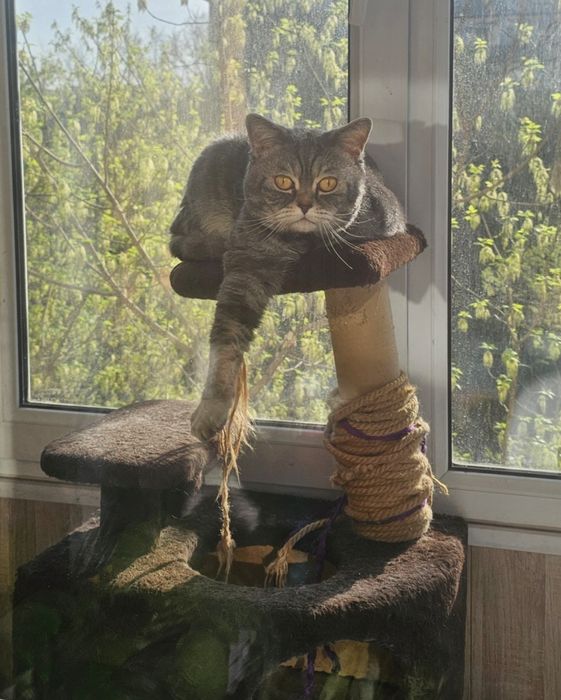 Красивый котик скотишь фолд